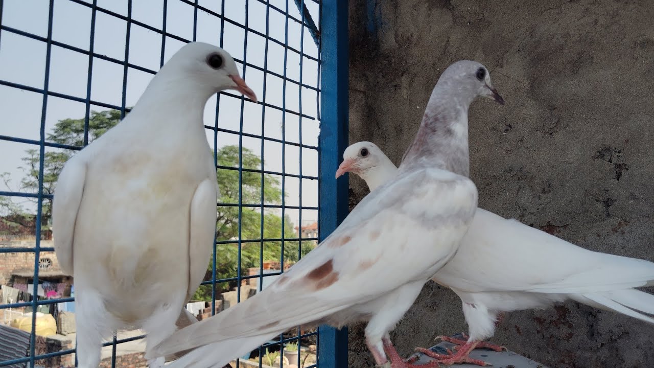 8 se 12 ghante ki guarantee 🕊🕊 6398524944