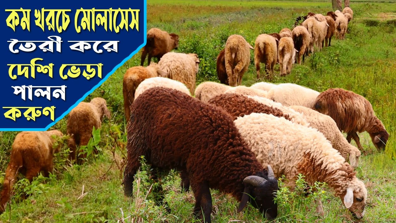৩০ টি দেশি ভেড়া পালনে বছরে ৫ লক্ষ টাকা আয় করা সম্ভব | Sheep Farm in Bangladesh | rakhal bondhu bd