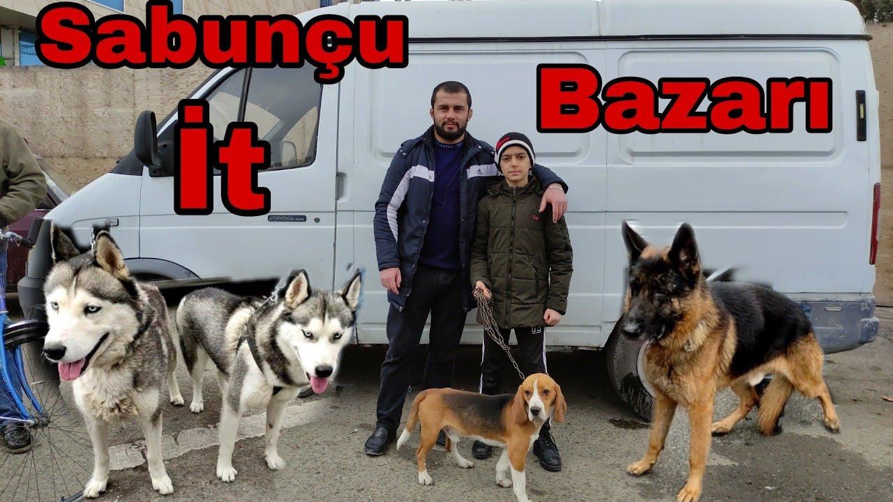 Sabunçu İt Bazarı. İtlerin Satisi 12.12.2021#sabuncuitbazari #xaski #almançobanköpeği