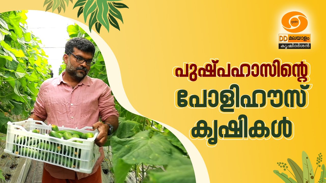 പുഷ്പഹാസിന്റെ പോളിഹൗസ് കൃഷി || DD MALAYALAM || KRISHIDARSHAN || #farming #agriculturefarming