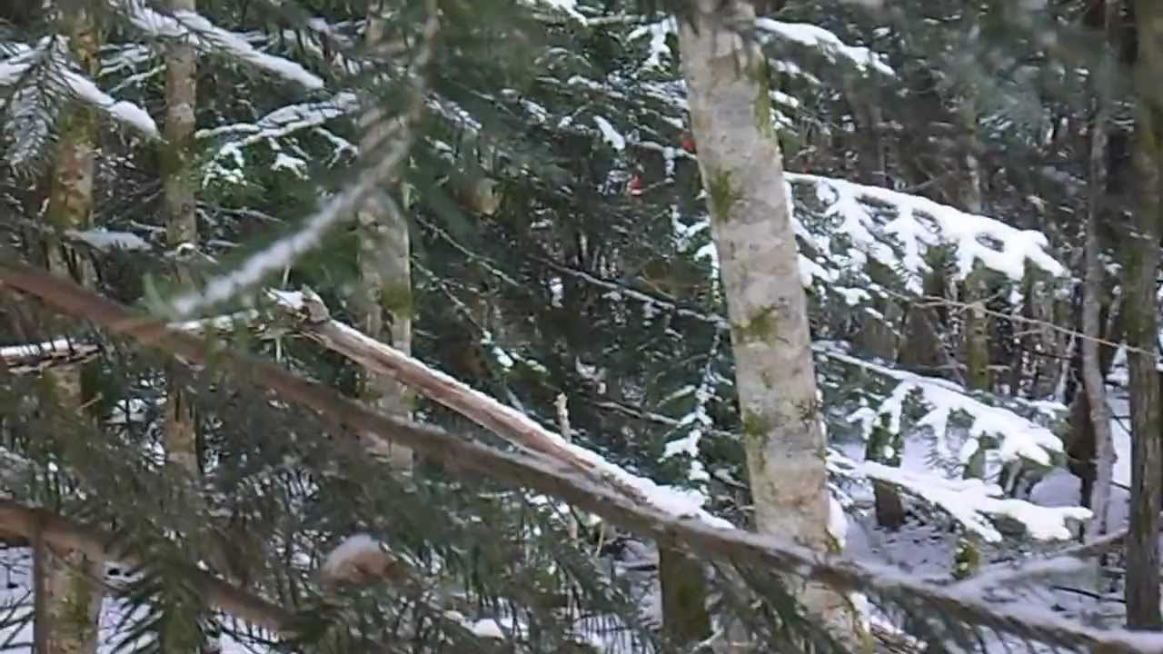 fermeture de la chasse avec le traqueur fou!!!