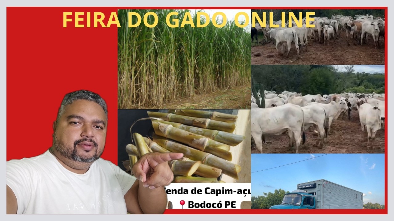 50 NOVILHAS NELORES, COM PREÇO ESPETACULAR! 18/02/2026 #nordeste