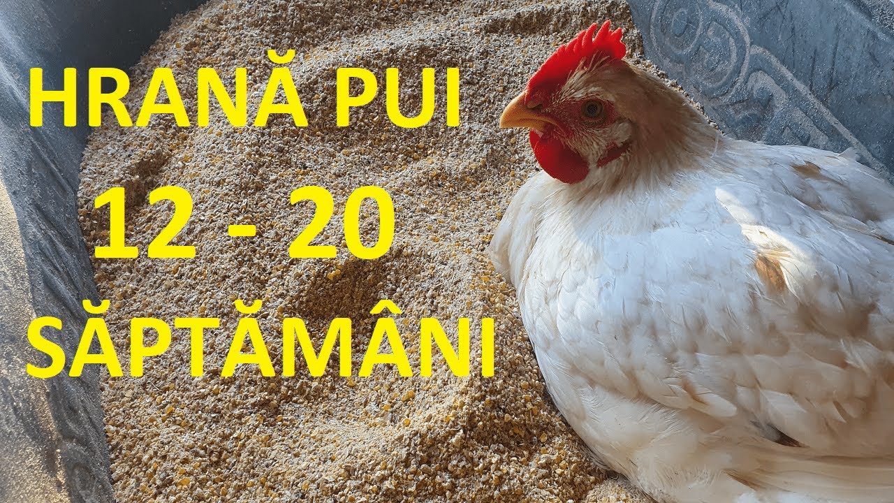 Cum Se Prepară Hrana Pentru Puii De Găină În Gospodăria Proprie (12-20 săptămâni) mixte +outoare