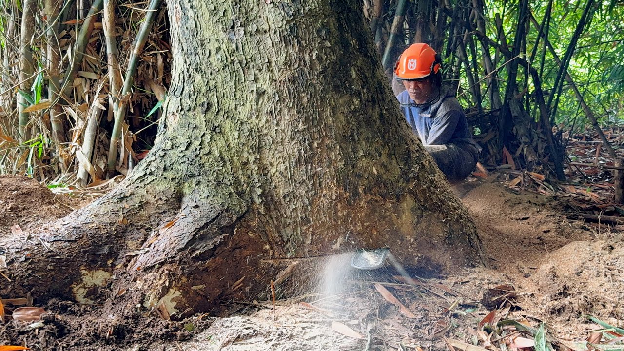 Nightmare Job! Dealing with Bamboo Obstruction & Building Proximity!
