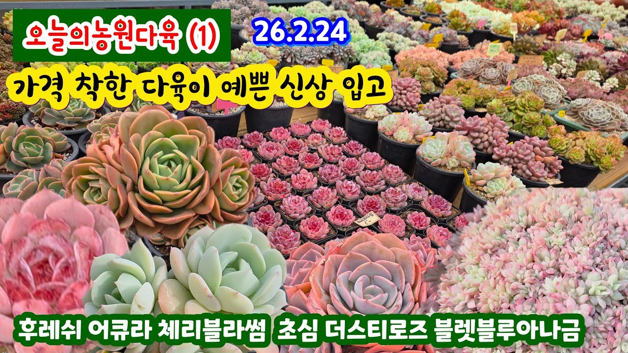 오늘의농원다육(1) 예쁜 다육이들 새로입고 군생 10%할인까지