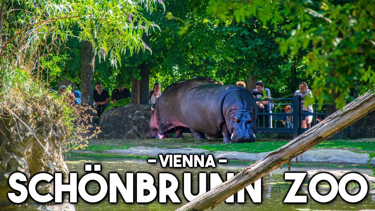 The OLDEST ZOO in the World ! - Schönbrunn ZOO - Vienna (VLOG)