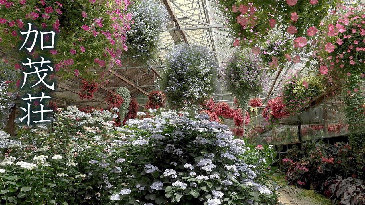 Japanese Hydrangea (Ajisai) at Kamosō Kachōen Garden #4K #加茂荘花鳥園 #アジサイ