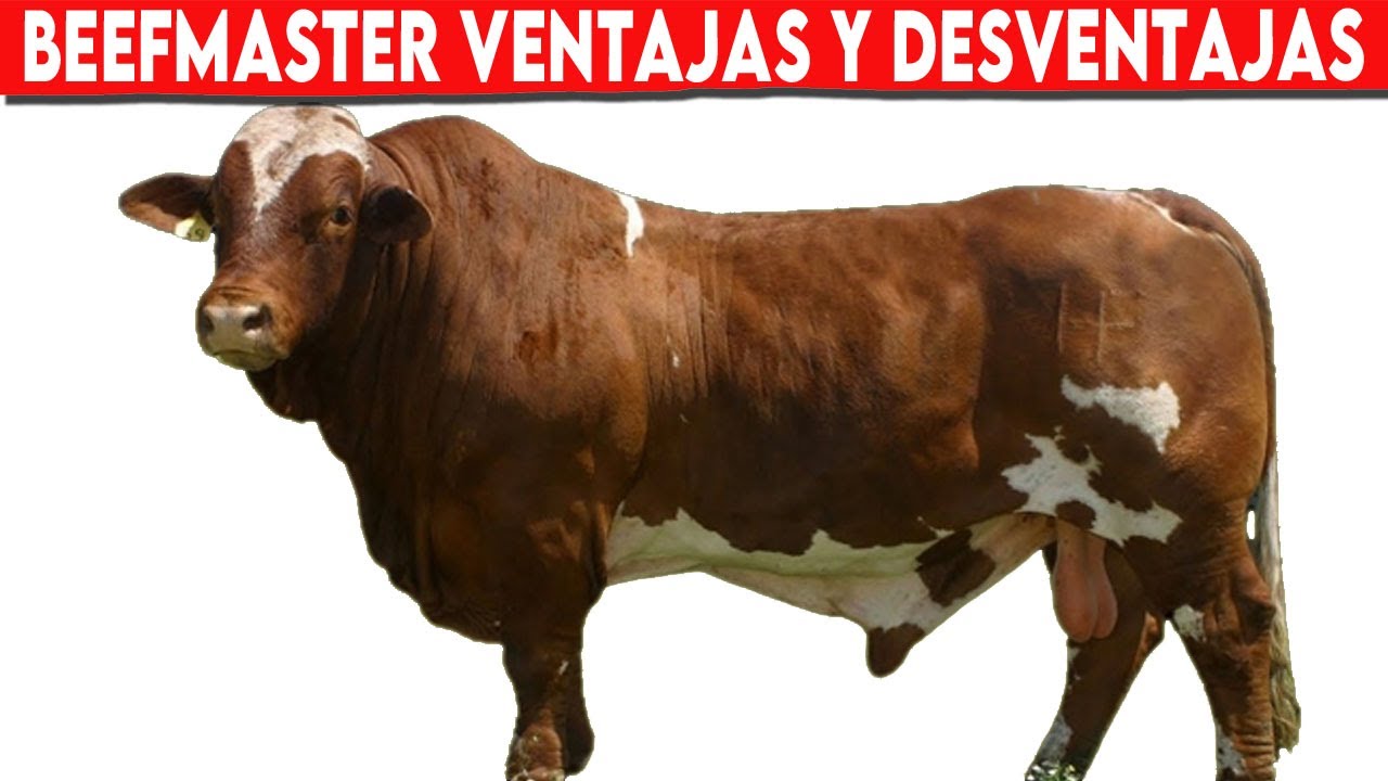 🔴 Ganado Beefmaster Ventajas y Desventajas 2023: &iquest;Es La Raza Adecuada Para Tu Ganader&iacute;a? ✅