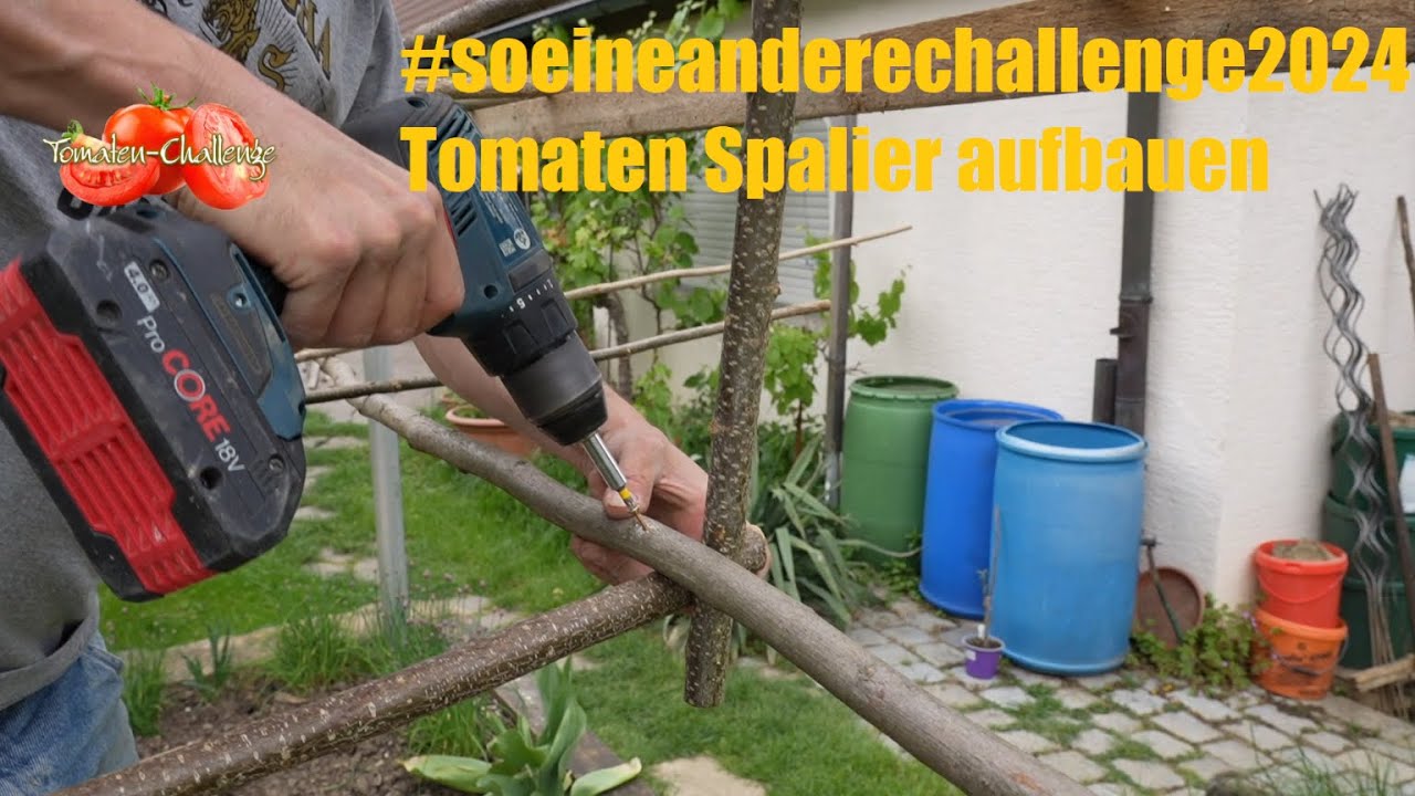Tomatenanbau im #chilichallenge2024 Jahr Teil 01: Aufbau Tomaten Spalier