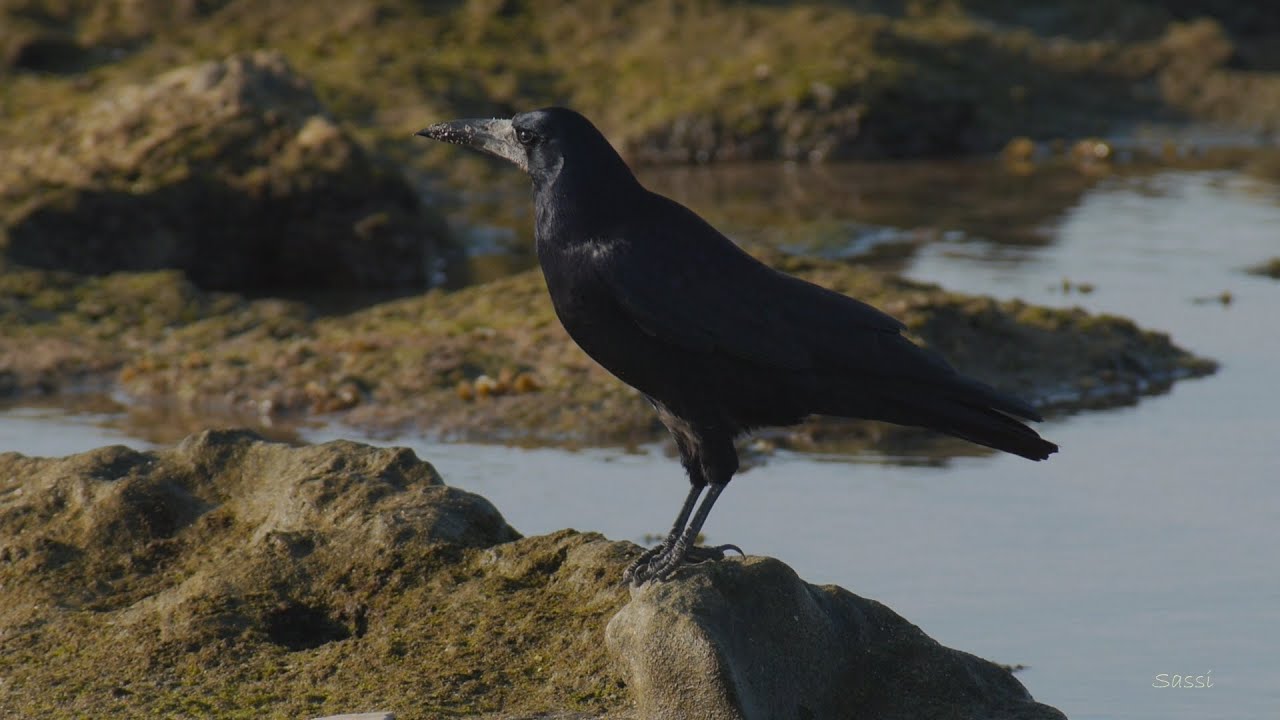 Rook in Acre shore - עורב מזרע