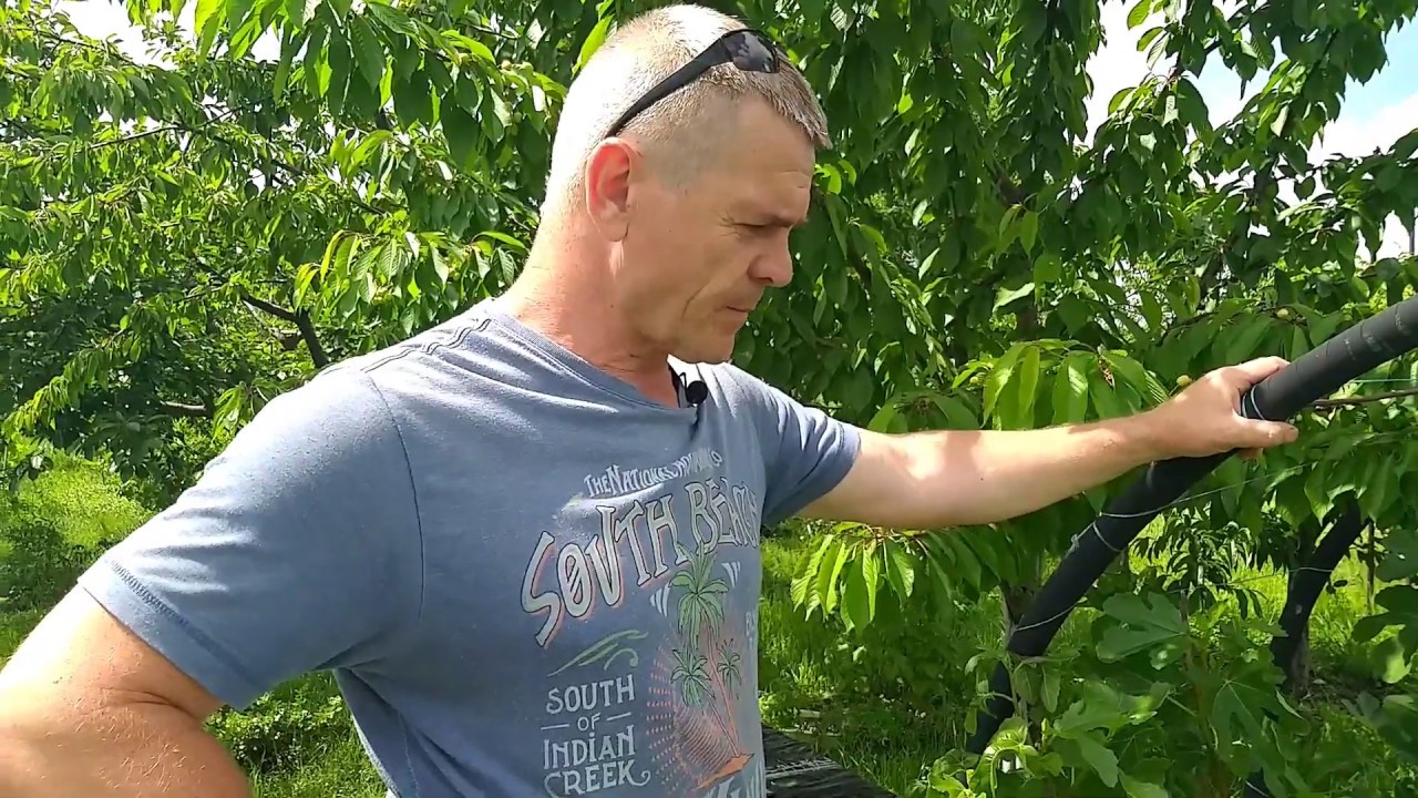 Плодоношение ранних сортов инжира на сегодня.