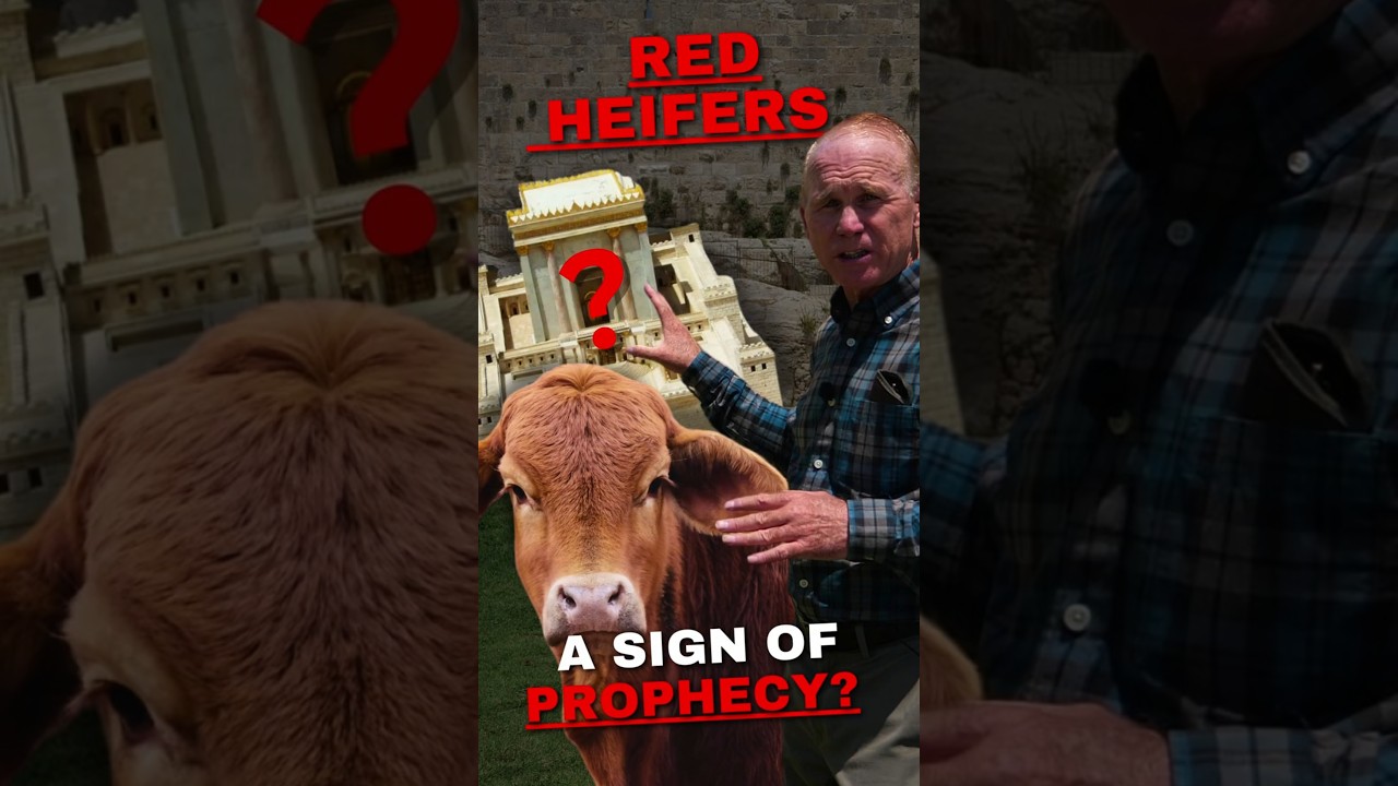 Are These Red Heifers in Shiloh a Sign of Prophecy? 🐄✨