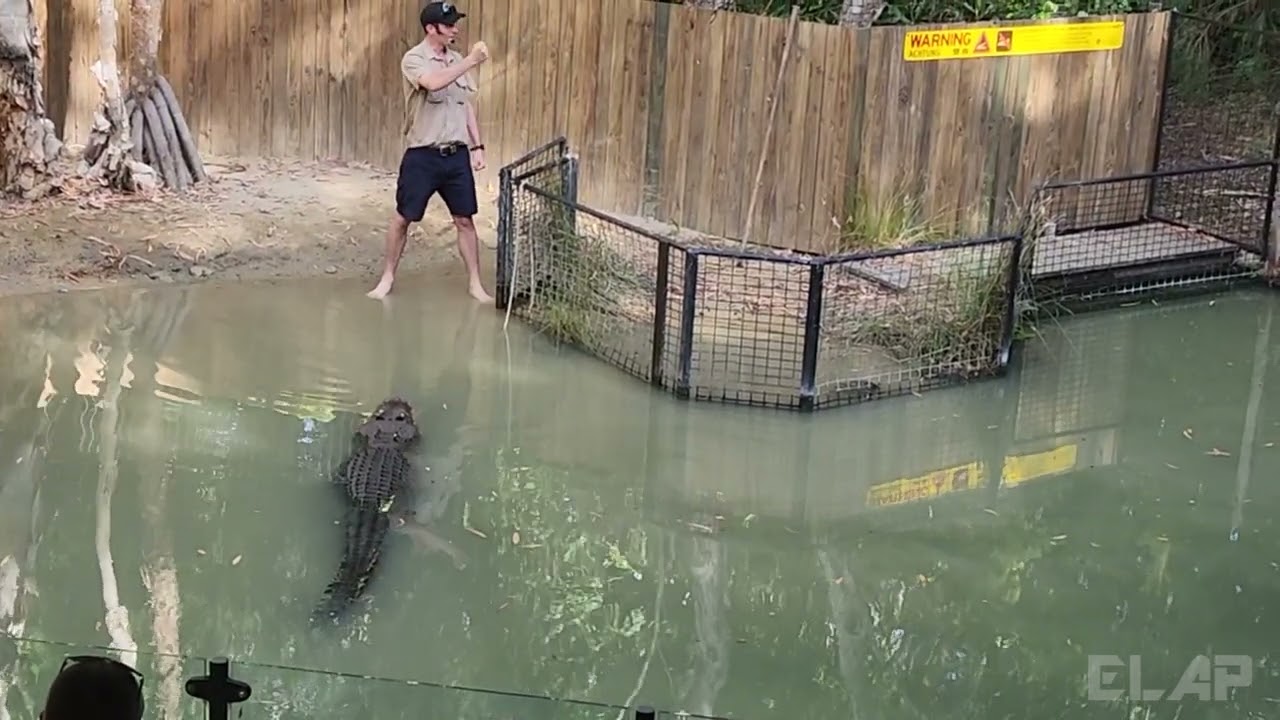 AUSTRALIA, QUEENSLAND.  Crocodile Attack Show at   Hartley's Crocodile Adventures park (1)