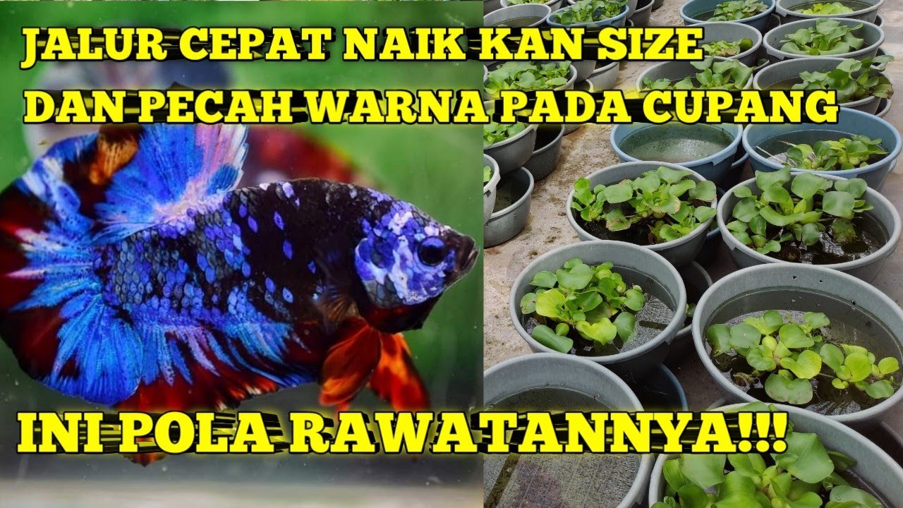 JALUR CEPAT NAIK KAN SIZE & PECAH WARNA PADA CUPANG... INI RAHASIANYA