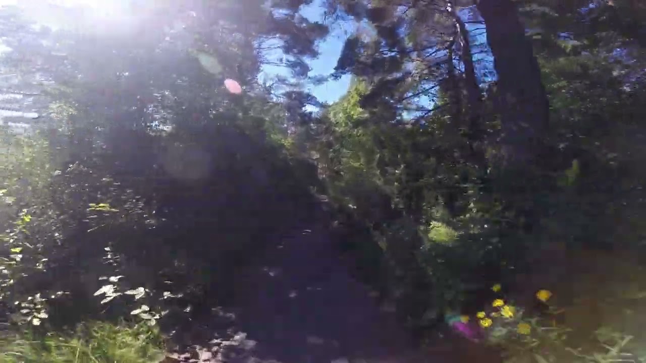 Trollskogen mot Sillviks skalbankar