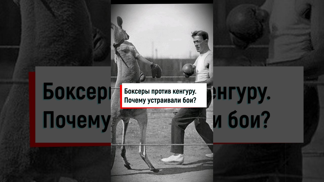 Кенгуру-боксер против человека #shorts #кенгуру