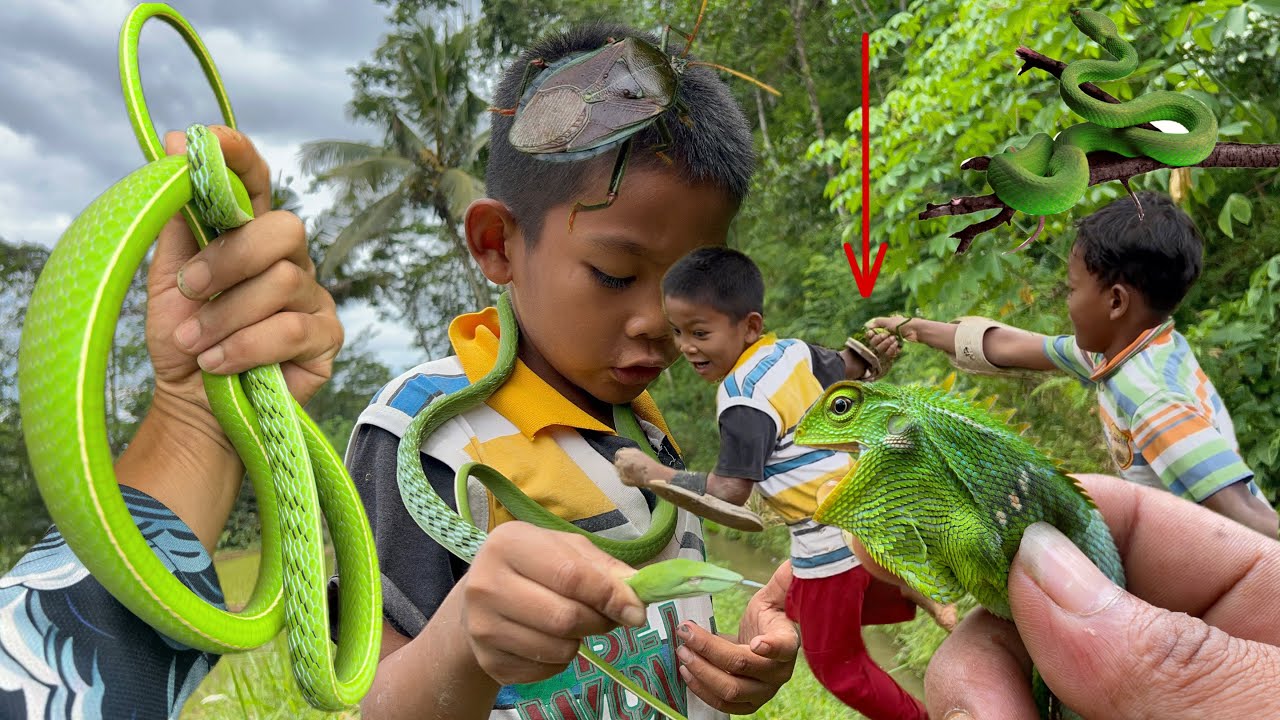 My friend is afraid of snakes‼️catch green snake, giant shield bug, chameleon