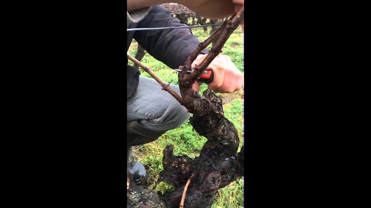 Pruning Guyot Poussard: MW gold in Muscadet