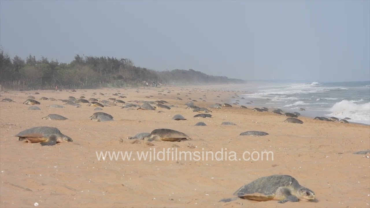 Olive Ridley turtles nesting on Odisha coast