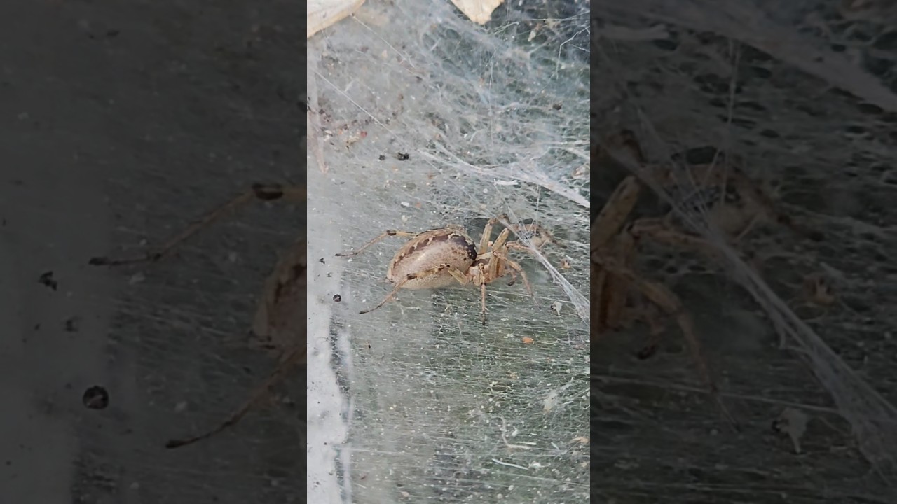 Najszybciej mi rośnie w szklarni 😉🕷🕸