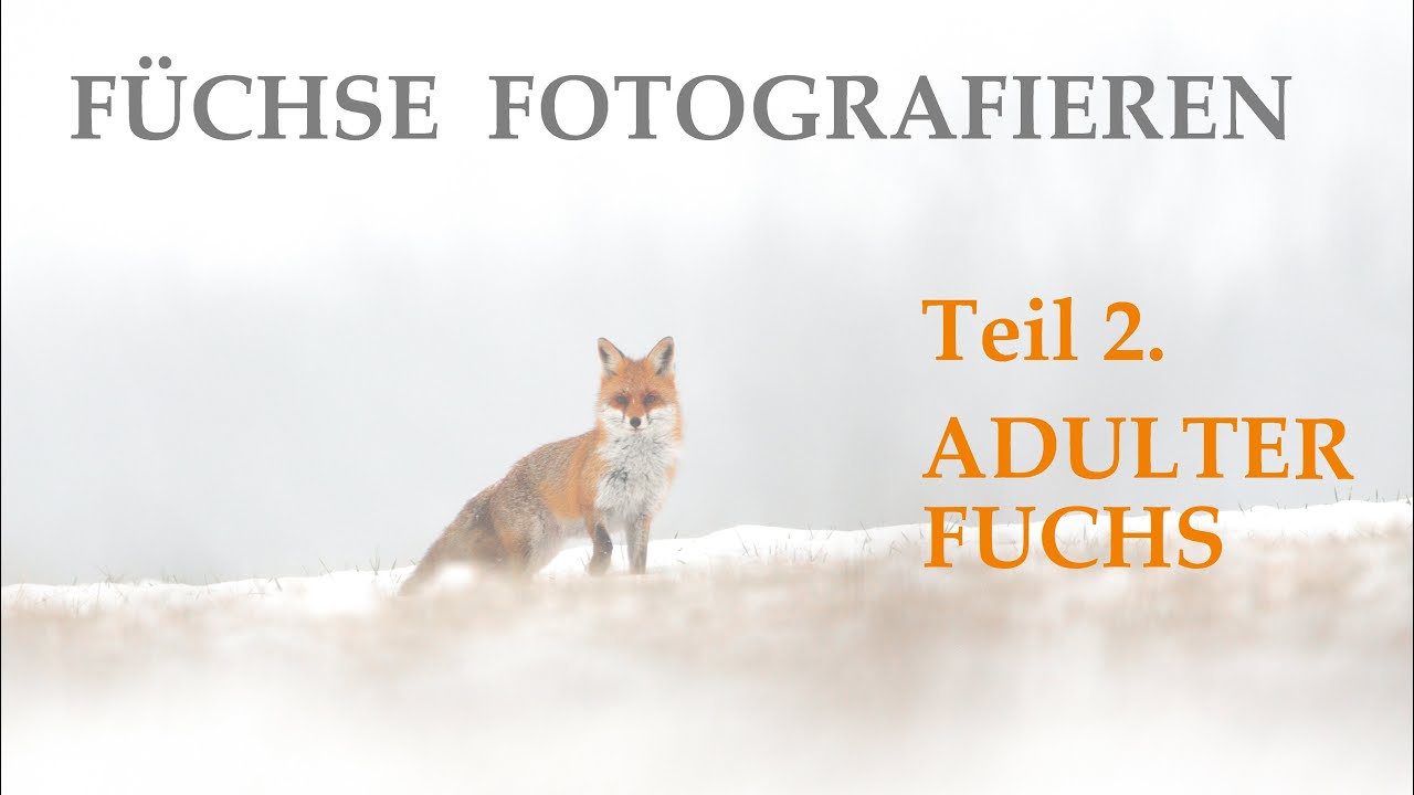 FÜCHSE FOTOGRAFIEREN TEIL2