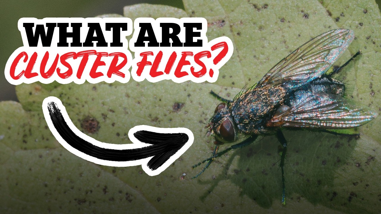 What's Behind the Sudden CLUSTER FLY Infestation? | Around Town