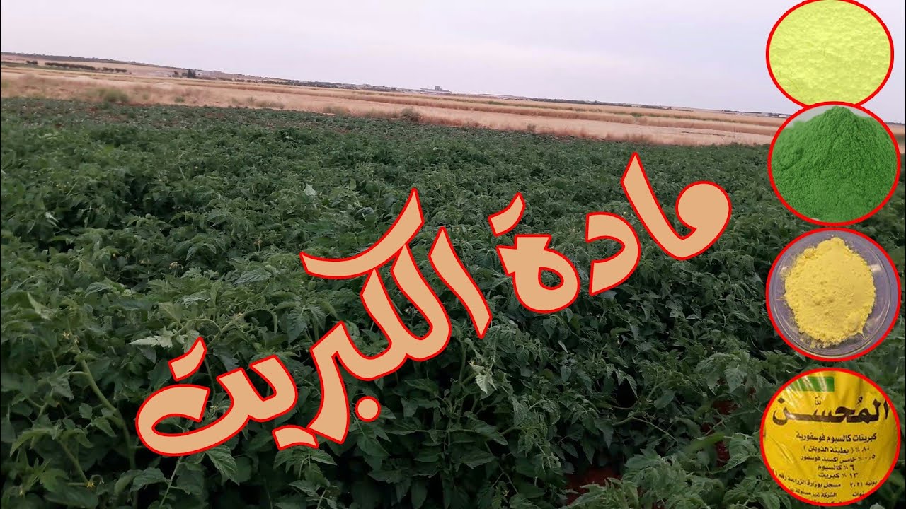 طريقة استعمال مادة الكبريت على البندورة