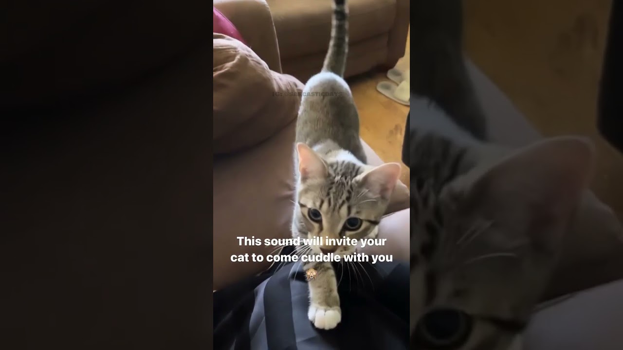 This sound will make your Cat come cuddle with you 🙈