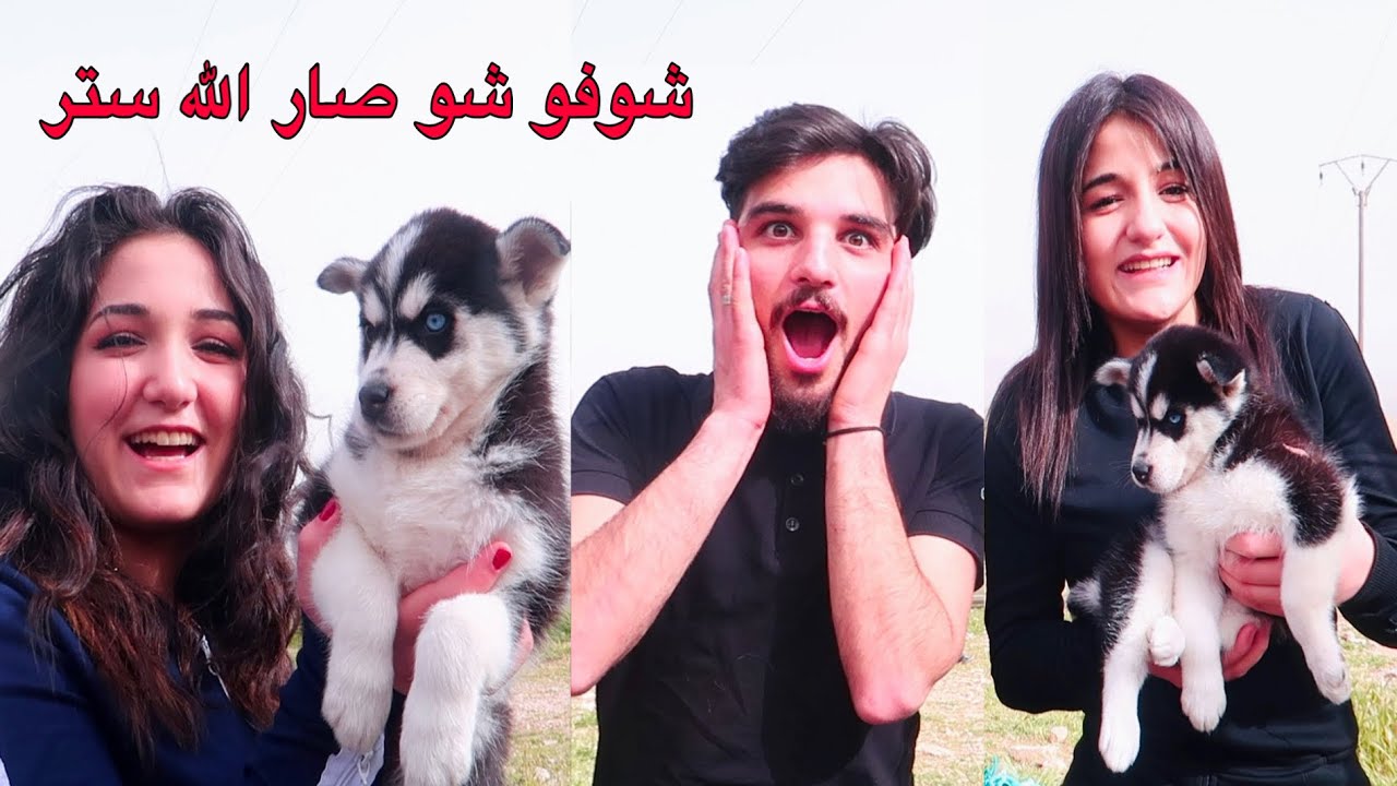لأول مرة على اليوتيوب اكبر حفله عيلة الشاقي 👰 !! شوفو شو صار💘!! اقوى مقلب في العريس🤵🏻!!رد ففل بوراك