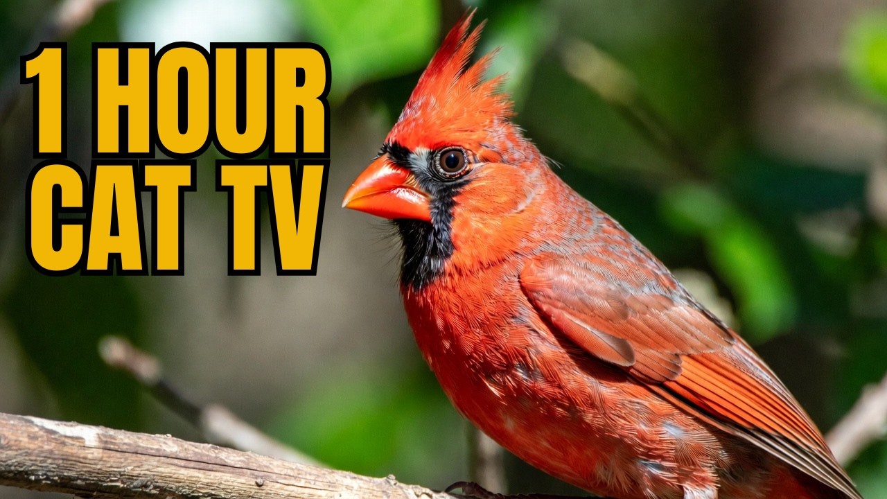 1 Hour Red Cardinal Bird for Cats 🐦 | Relaxing Cat TV Nature Video 4K #cattv 