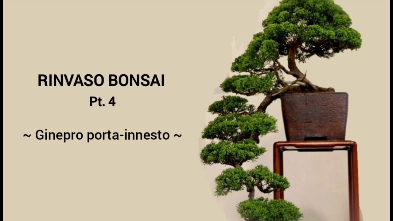 RINVASO BONSAI Pt.4 - GINEPRO PORTA-INNESTO