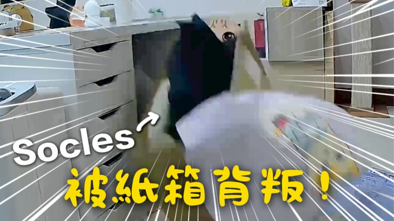 【黃阿瑪的後宮生活】Socles被紙箱背叛！還兩次！