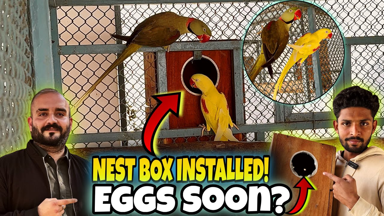 Alexandrine Mutation Nest Box Installed 😍 Breeding Setup Complete | Usman Wildlife