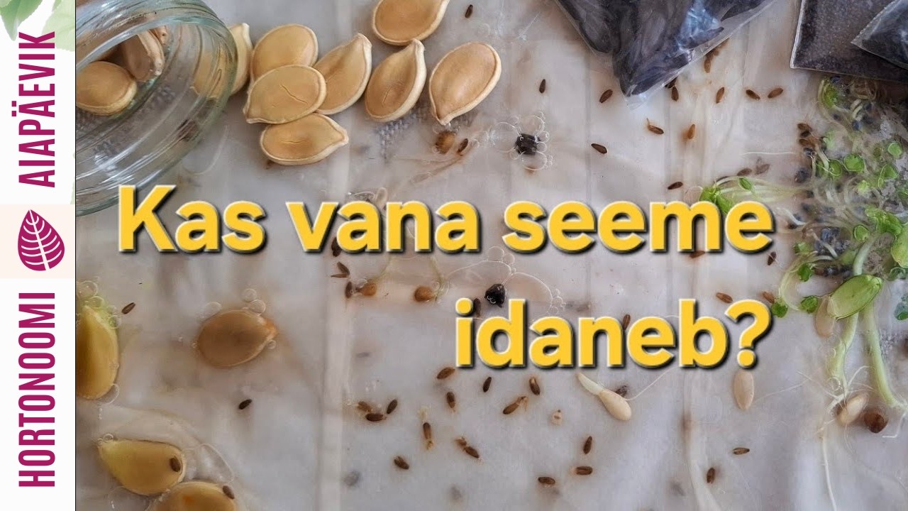 Seemnete idanevuse test kodus- lihtne meetod!