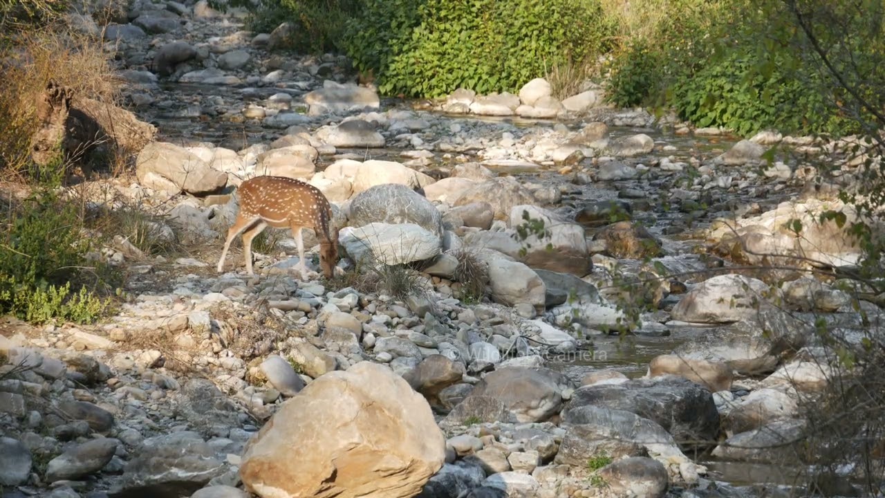 Spotted Deer | Ramnagar Jim Corbett National Park Buffer Zone Wildlife By Camera 4k Video In Hindi