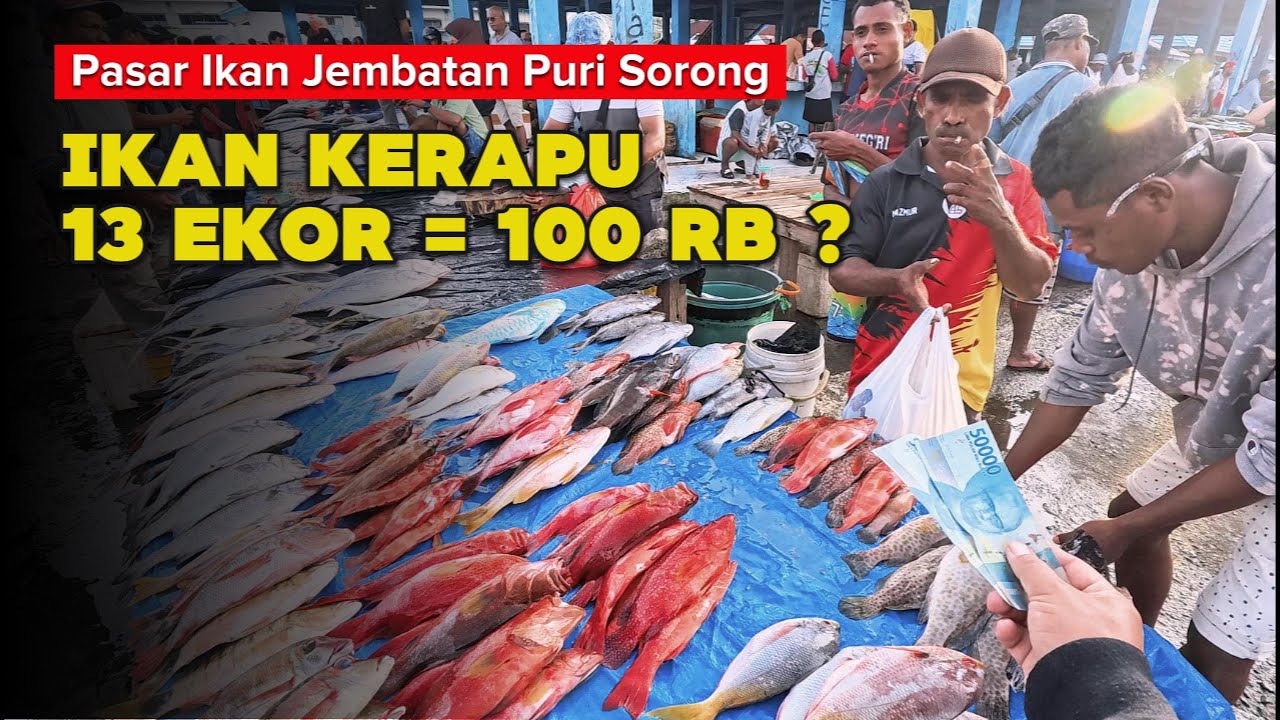 Rp 100 ribu Dapat Ikan Kerapu 13 Ekor? Belanja di Pasar Ikan Jembatan Puri - 0051 #sorong  #papua