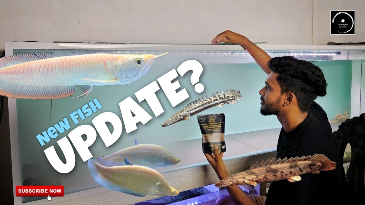 පොඩි වෙනසක් 🫣 #aquariumtour #arowana #thefishyflex