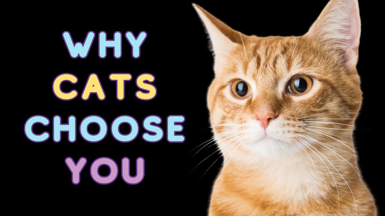 Why Your Cat Chose You &mdash; And What It Says About Them 🥹