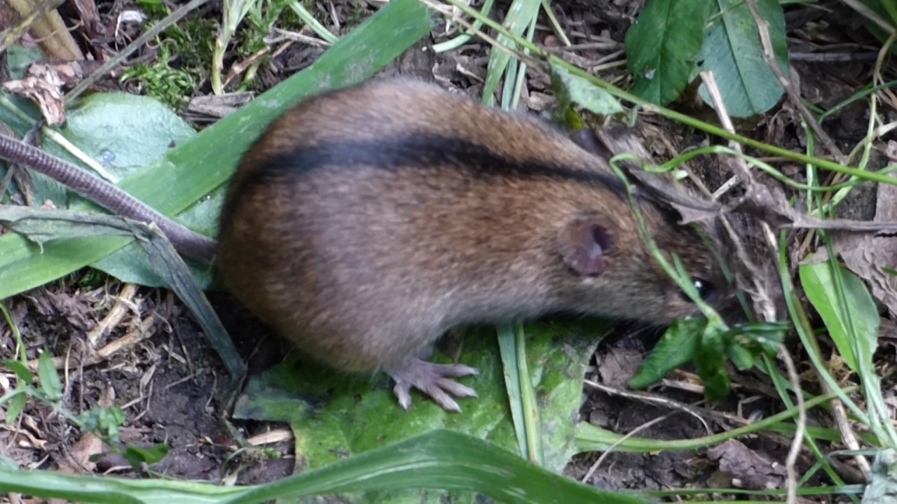 MYSZ POLNA  (Apodemus agrarius) 07.2017 r. Beskid Mały