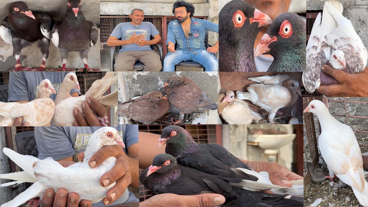 😍Sanjay Bhaiya ka zabardast Breeding Setup Magpie,Titre,Gulabi,kabutro ka shok #rohtakkabutarbaazi