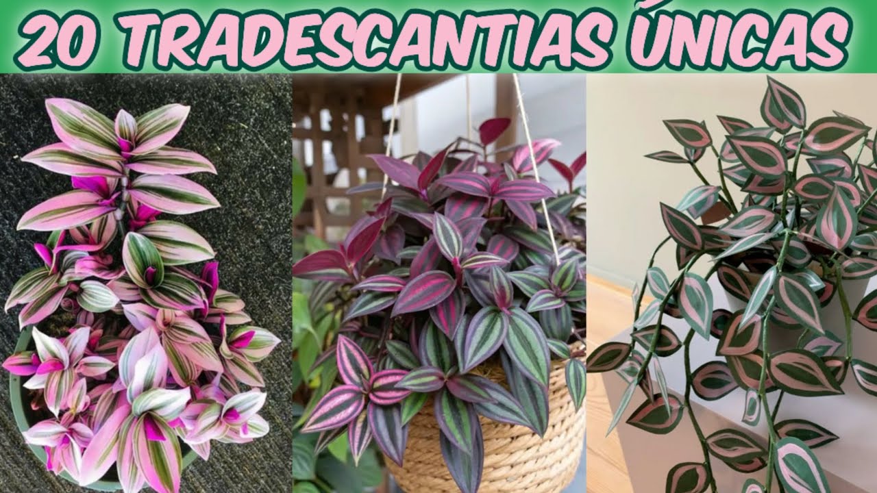 Tradescantia o Amor de hombre: Variedades más bonitas