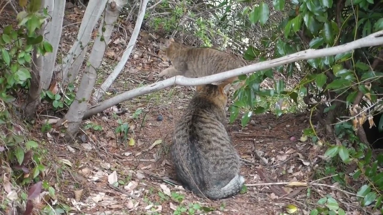 【Cat Video】 meowmeow Happy #cat  #cats  #cute