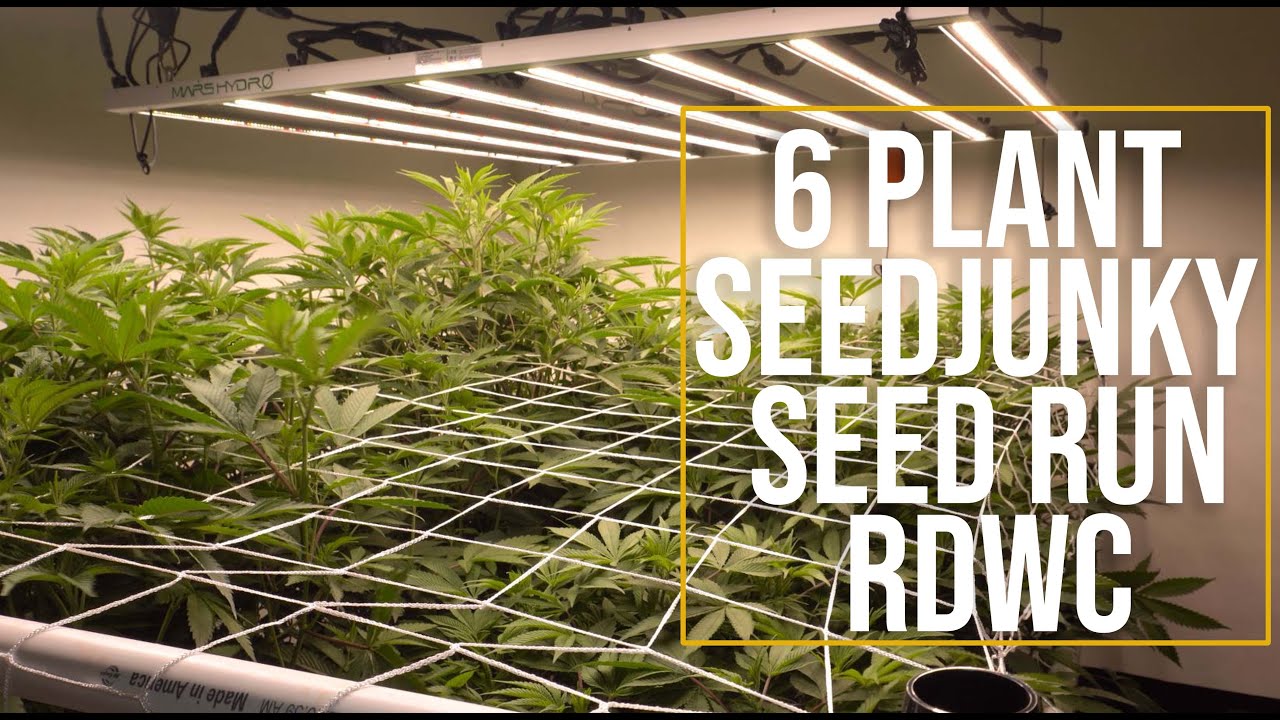 Seedjunky Run -  Flipping to Flower RDWC Closet Garden