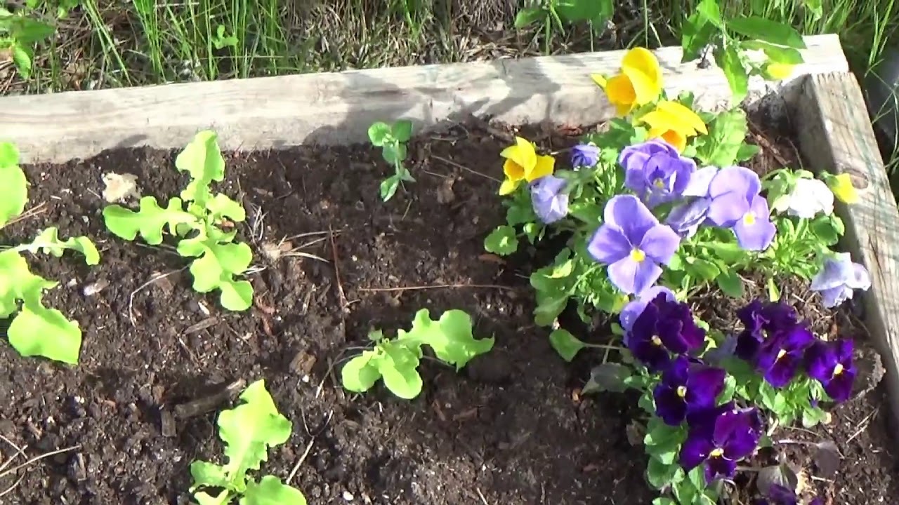 Homestead Garden Updates And Building Solar Cryptocurrency Mining Farm
