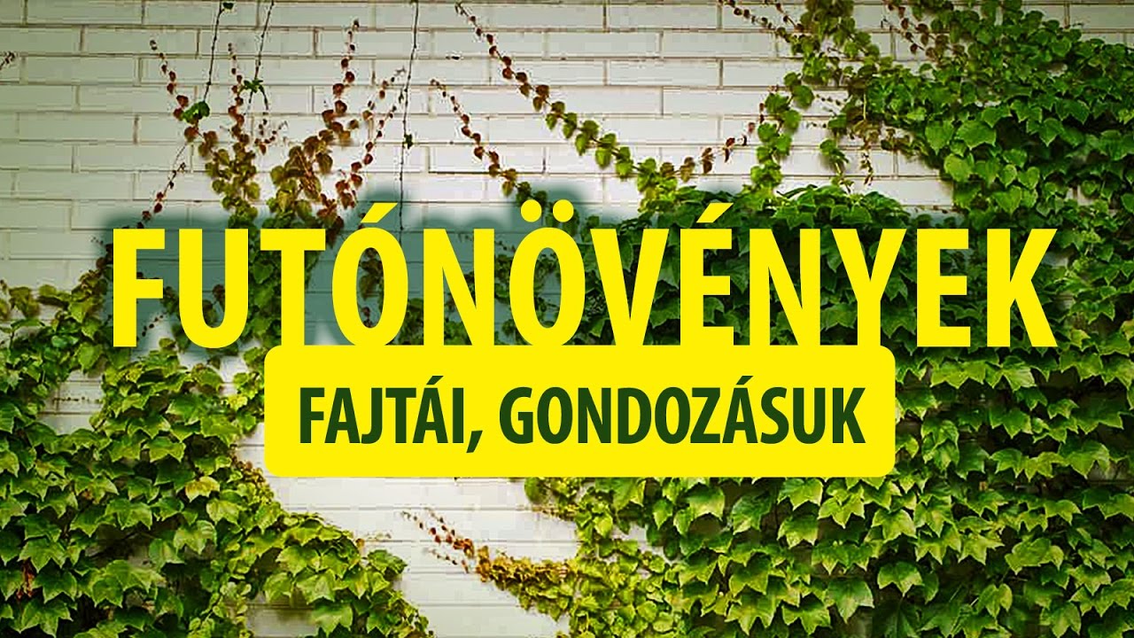 Futónövények - borostyán, vadszőlő, futórózsa