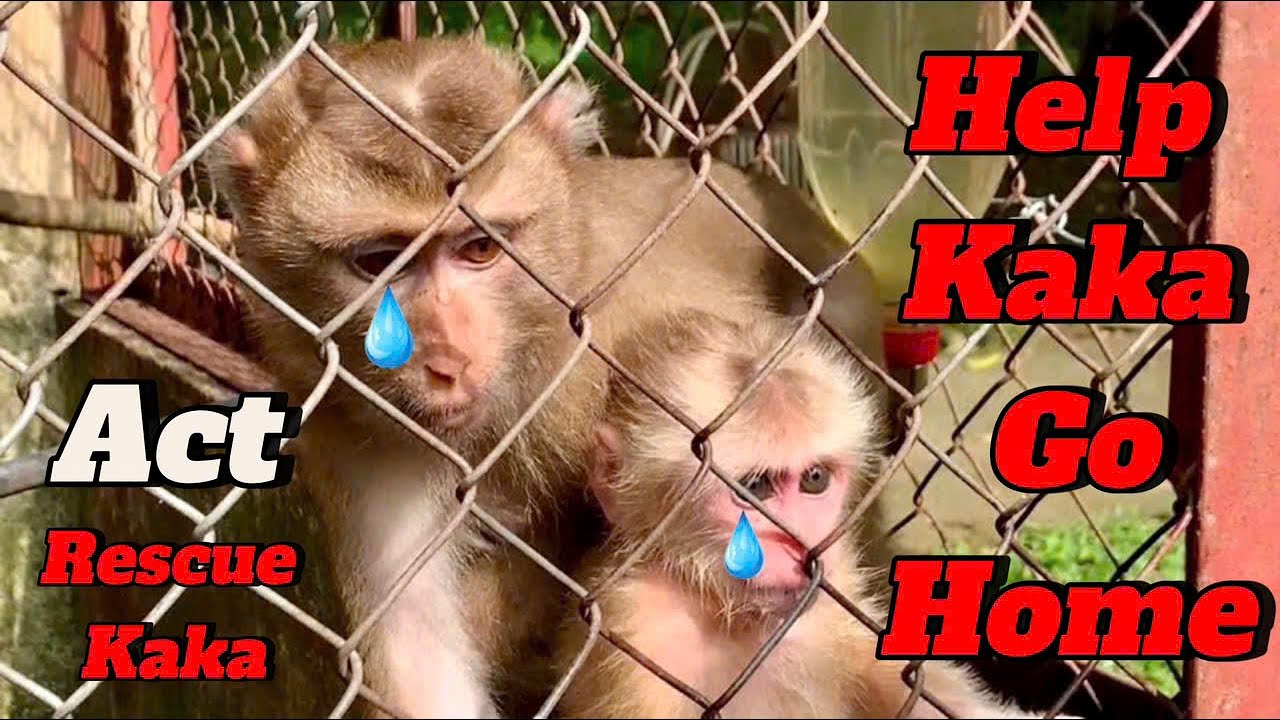 LEGAL PROCEDURES ARE BEING TAKEN TO HELP KAKA MONKEY ESCAPE FROM BEN EN ISLAND