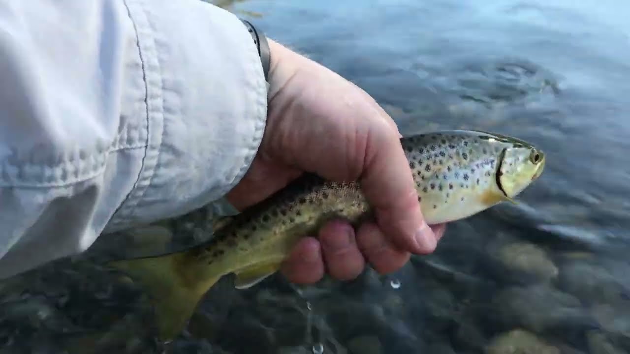 Brown Trout 5
