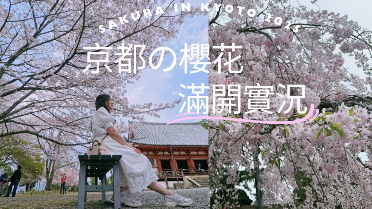 🌸京都櫻花滿開！京都賞櫻名所實況【2025春】