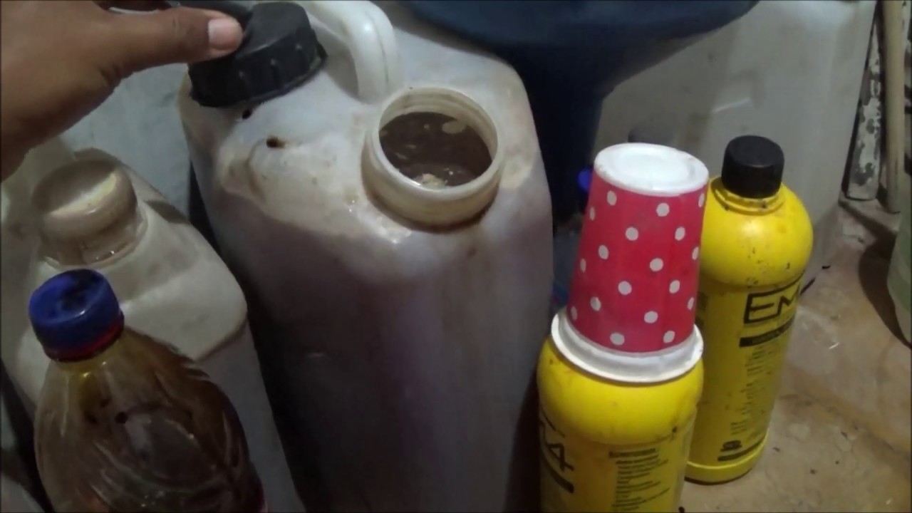 Cara Membuat MOL dan POC Air Leri Cucian Beras serta Aplikasinya untuk Pemupukan Tanaman