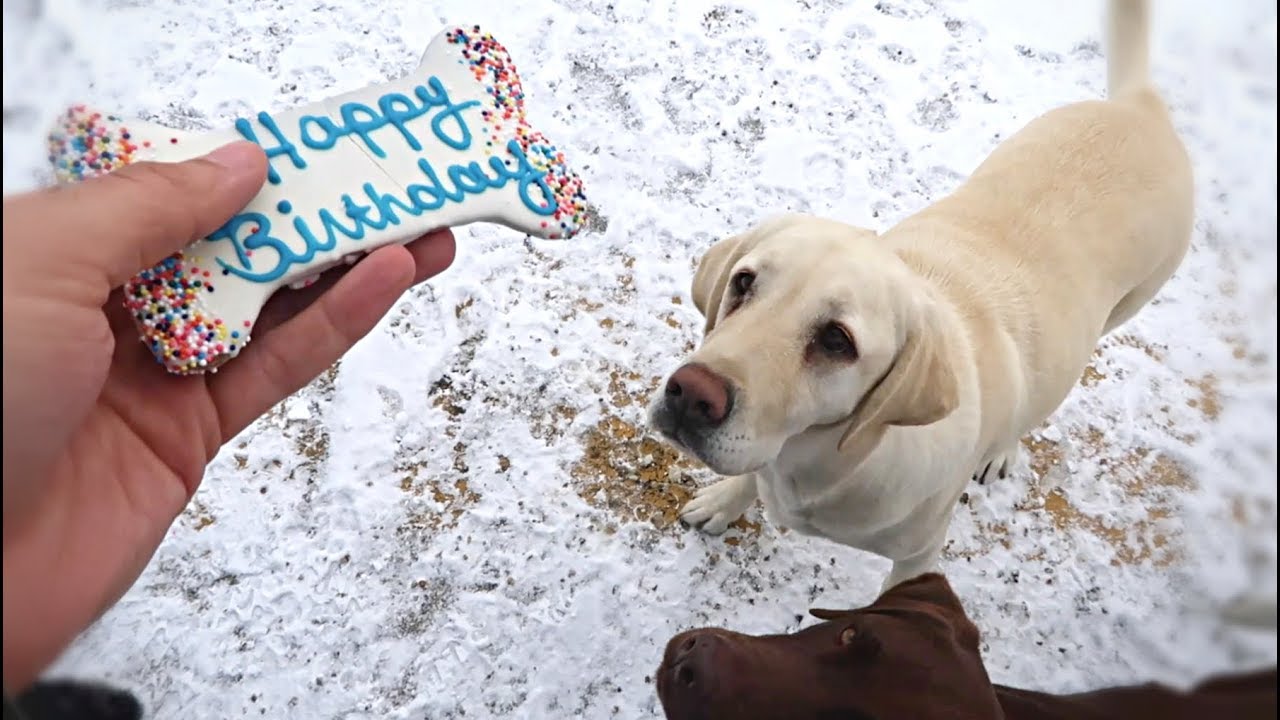 Chief's 3rd Birthday!!